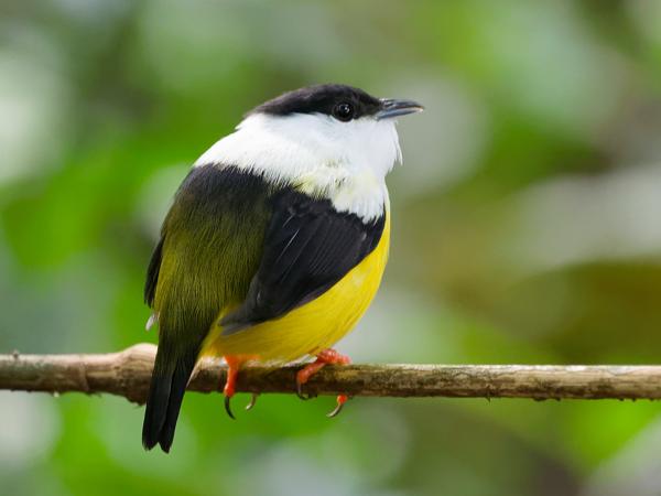 <h3><a href="/trips/costa-rica/biota/animalia/chordata/aves/040 passeriformes/013 pipridae/manacus candei/manacus candei-nl.html">Manacus&nbsp;candei</a> / White‑collared&nbsp;manakin / Witkraagmanakin</h3>OM-1 Mark II met OLYMPUS M.150-400mm F4.5, 1/80 sec  bij F4.5, ISO 10000, afstand 4.68&nbsp;m